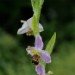 Bee Orchid 060609